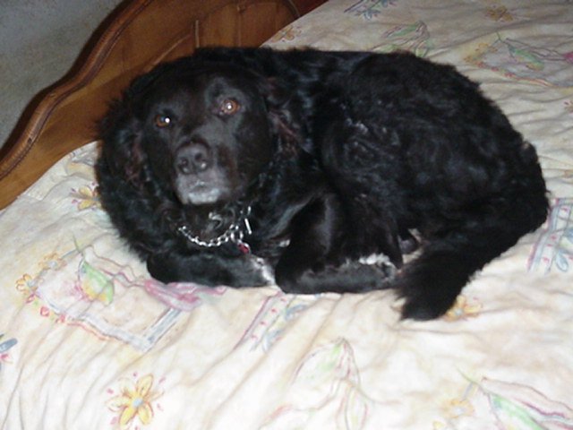 Rex